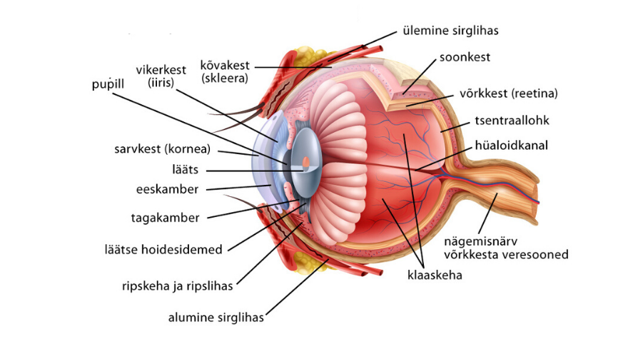silma ehitus ja silma osad